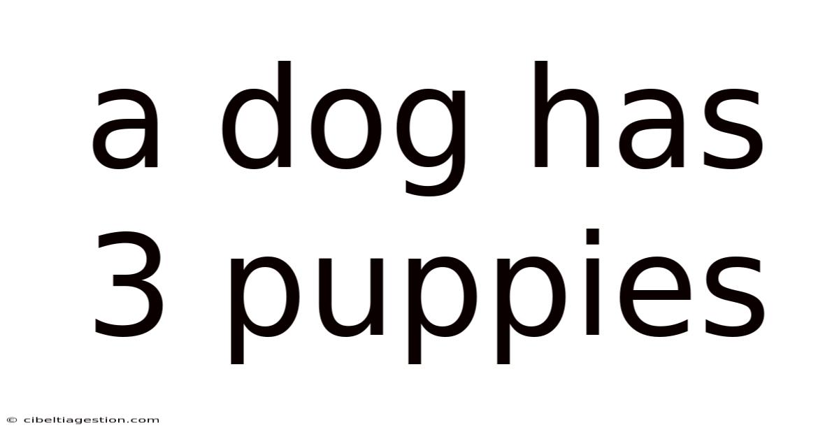 A Dog Has 3 Puppies