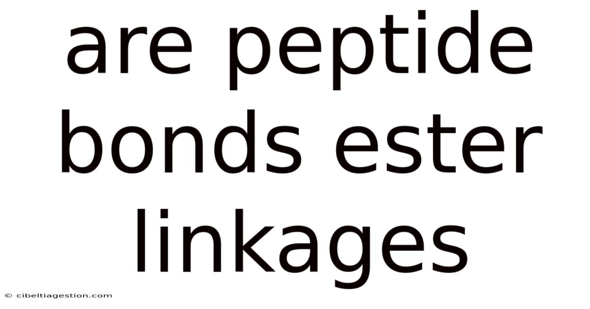 Are Peptide Bonds Ester Linkages