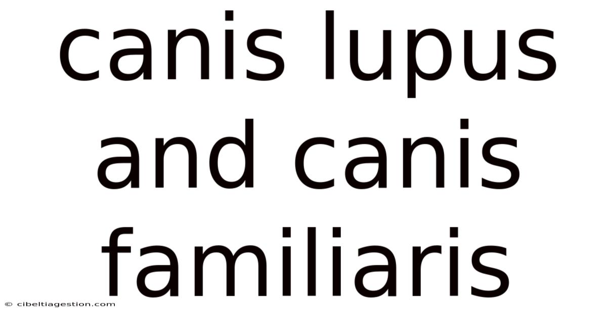 Canis Lupus And Canis Familiaris