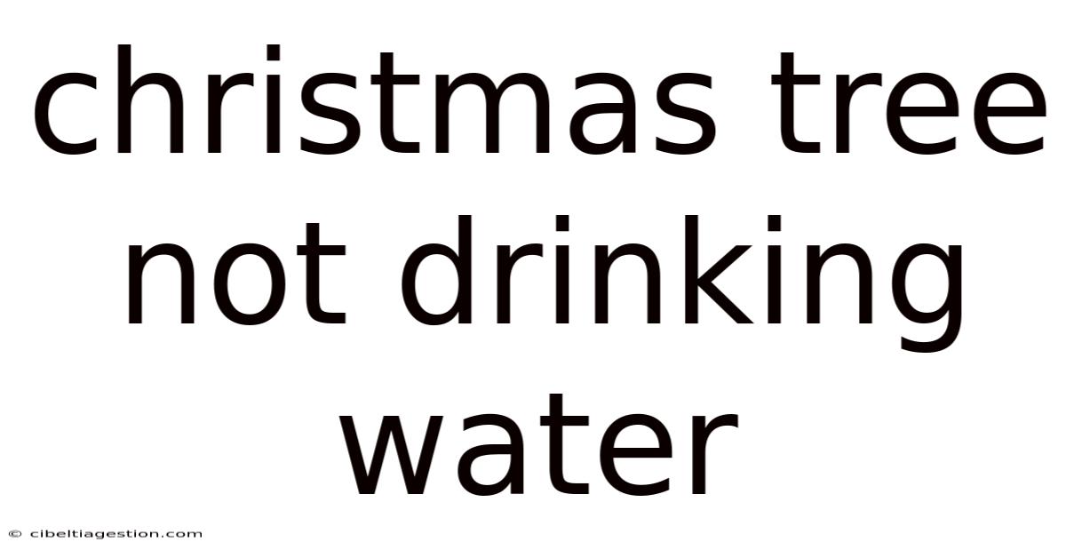 Christmas Tree Not Drinking Water