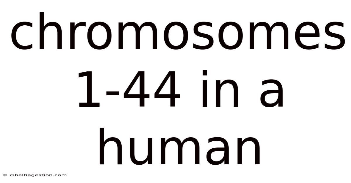 Chromosomes 1-44 In A Human
