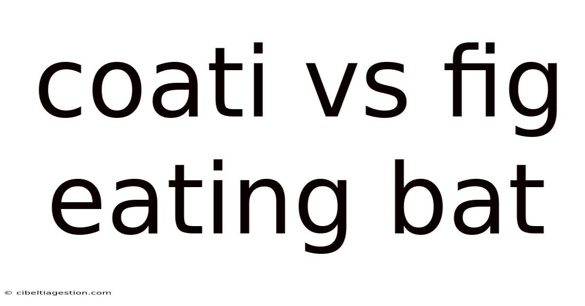 Coati Vs Fig Eating Bat