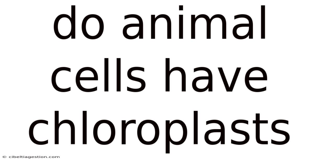 Do Animal Cells Have Chloroplasts