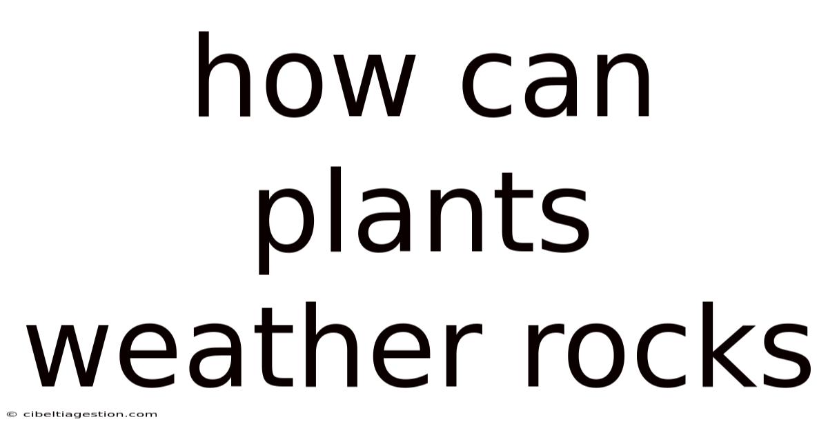 How Can Plants Weather Rocks