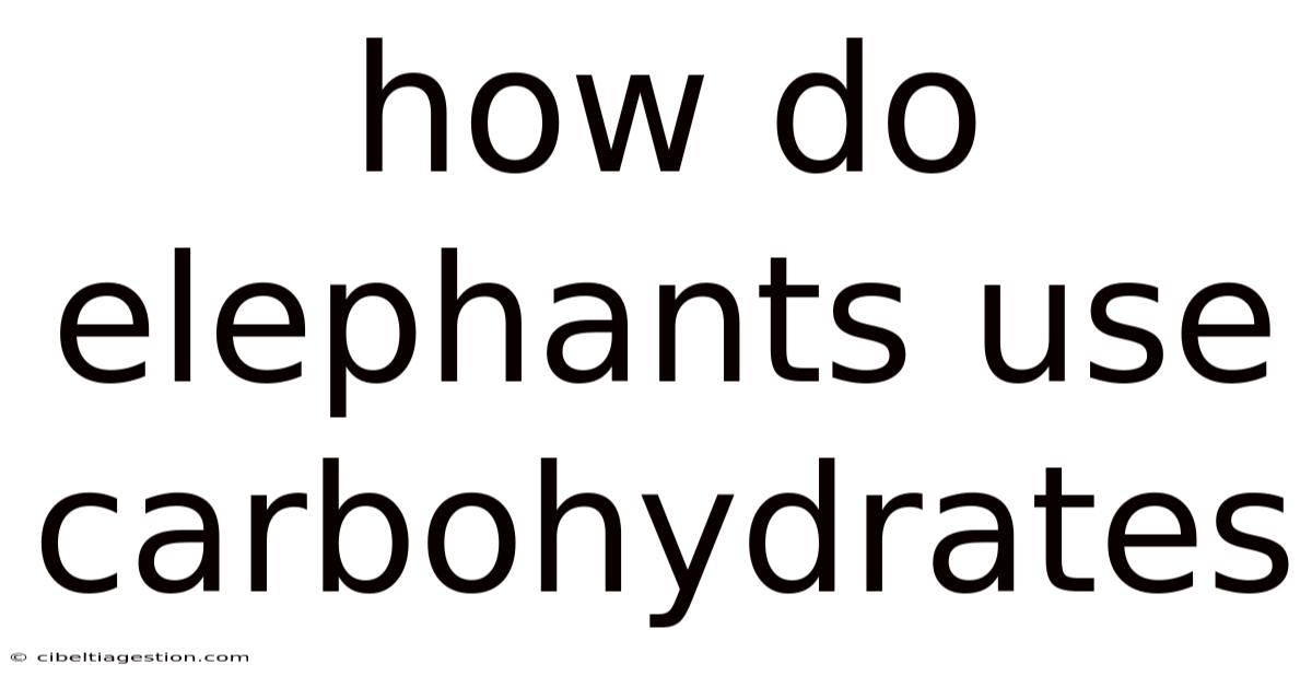 How Do Elephants Use Carbohydrates