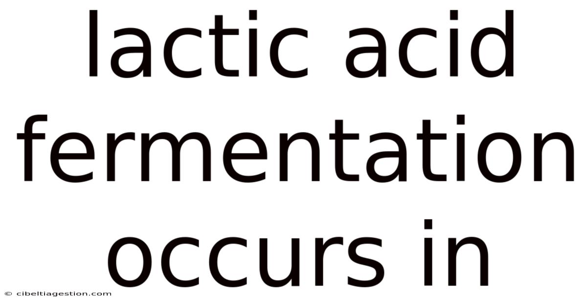 Lactic Acid Fermentation Occurs In