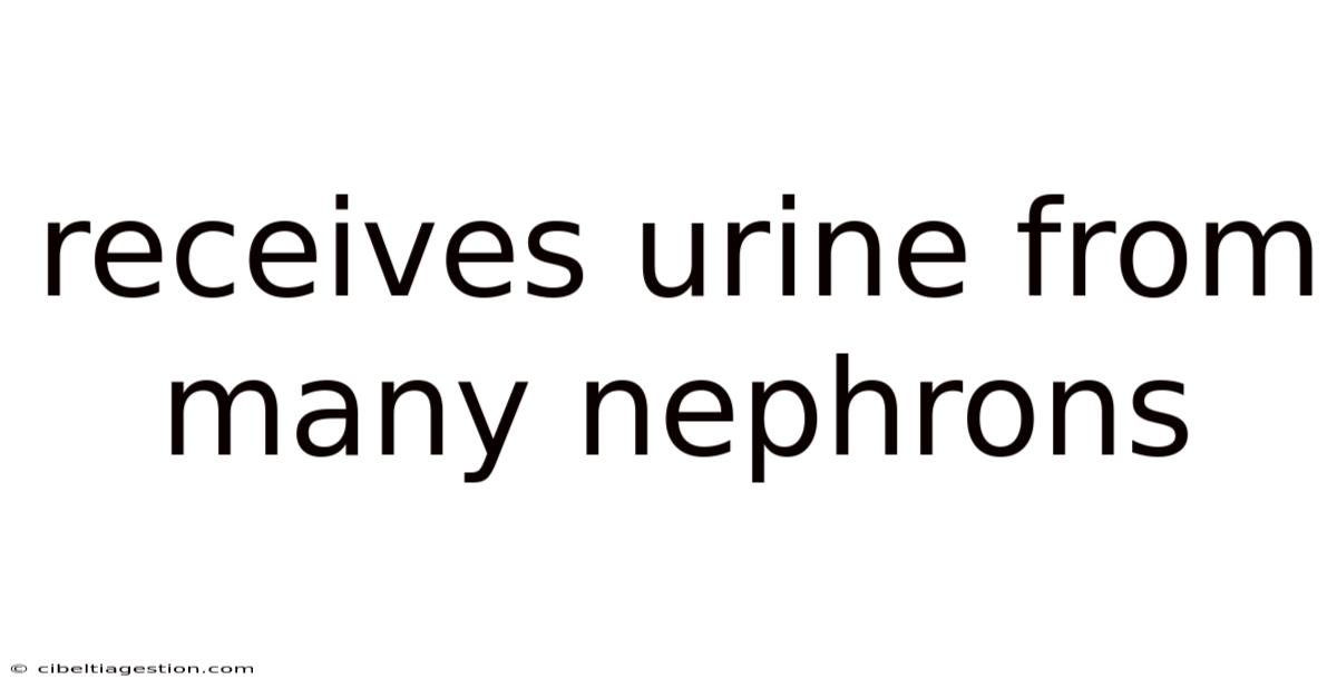 Receives Urine From Many Nephrons
