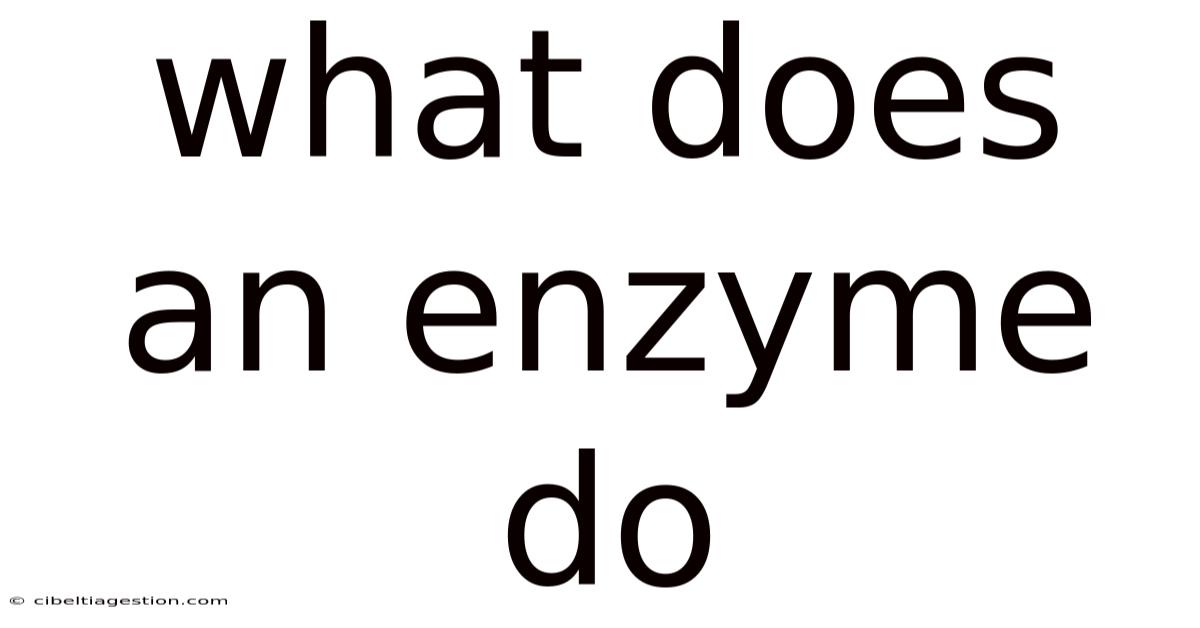 What Does An Enzyme Do