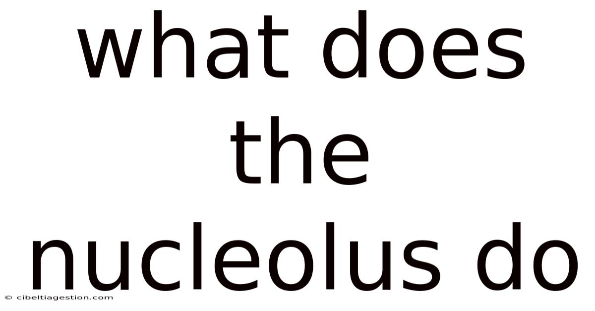 What Does The Nucleolus Do