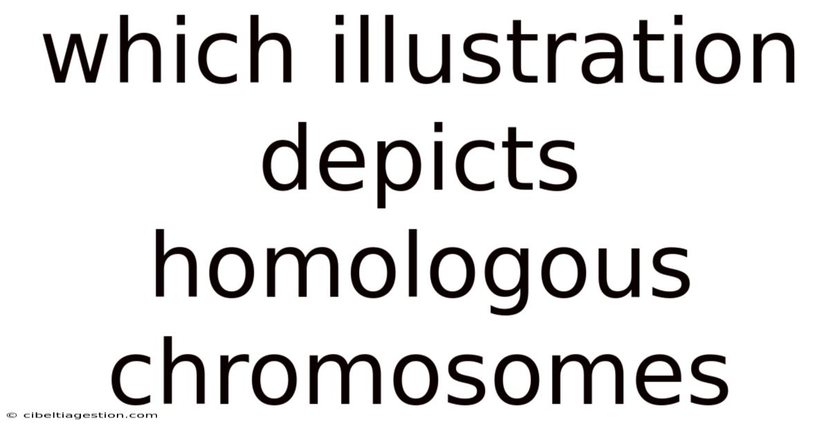 Which Illustration Depicts Homologous Chromosomes